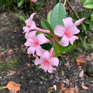 Meet your Posher, Cassandra